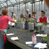 Container Gardening-Click to enlarge